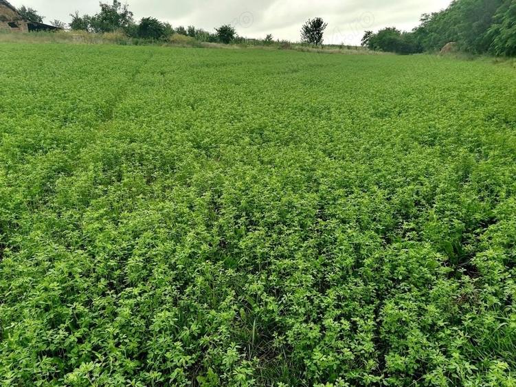 Casă cu 2 camere cu Teren 12400 Mp în Sărăuad