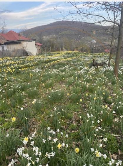 Casă individuală cu 3 camere cu Canalizare în Ștefănești