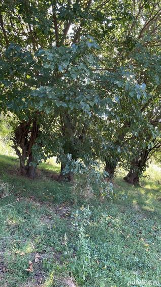 Teren de 8800 mp, în Pătlăgeanca