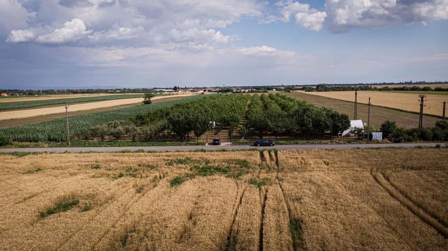 Teren agricol extravilan de 25000 mp, în Macea