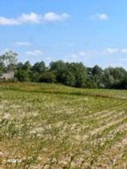 Teren de 1800 mp, în Zvoriștea