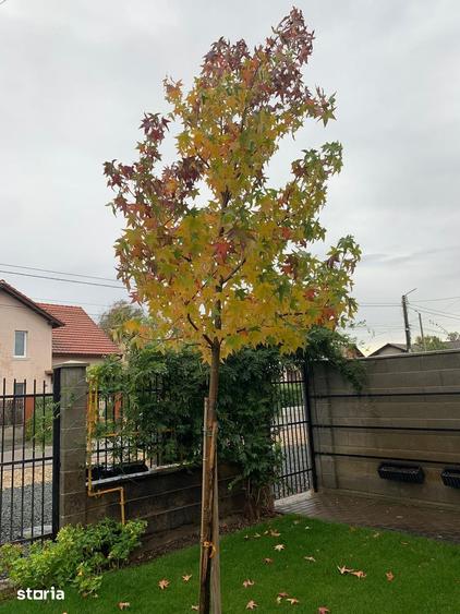 Casă cu 4 camere cu Teren 250 Mp în Utvin