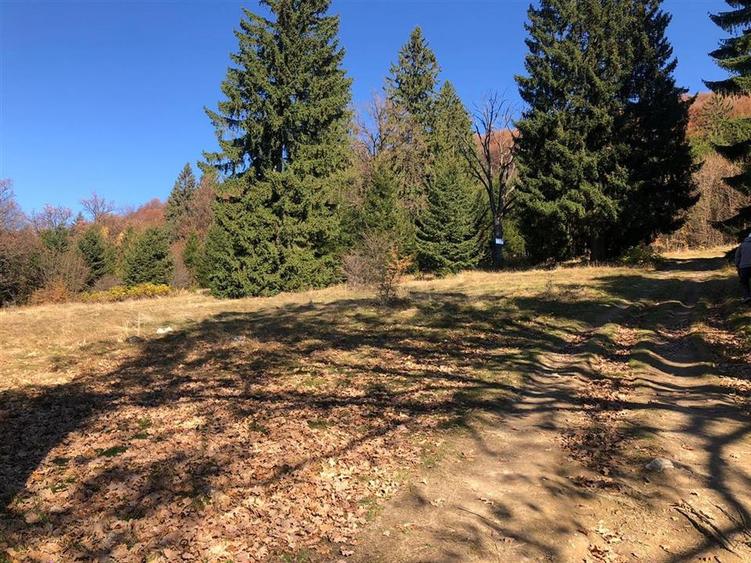 Teren extravilan de 4900 mp, în 13 Decembrie
