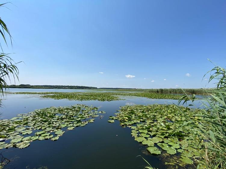 Teren de 5000 mp, în Snagov
