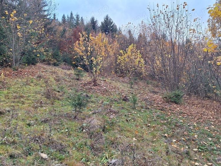 Teren de 1000 mp, în Fericet