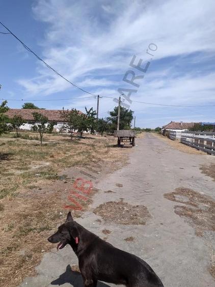Ferma Zootehnica Satchinez, | 9,5 ha teren,vanzare sau schimb pentru jumatate din valoare - 13