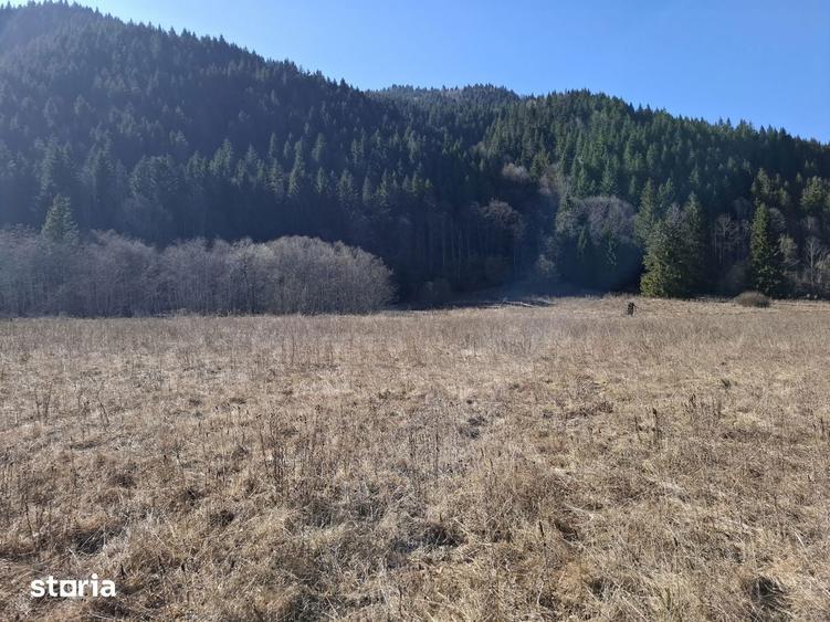 Teren Intravilan | Schitu Tarcau | 2089MP | Izvor | Platou - 10