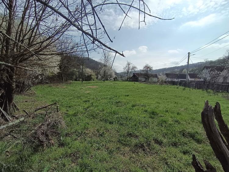 Tern cu casa batraneasca de vanzare - 5