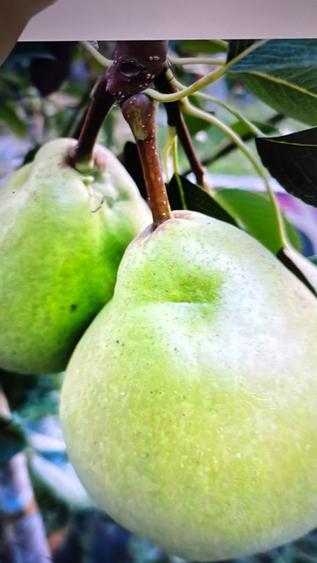 Vand casa in constructie, - 6