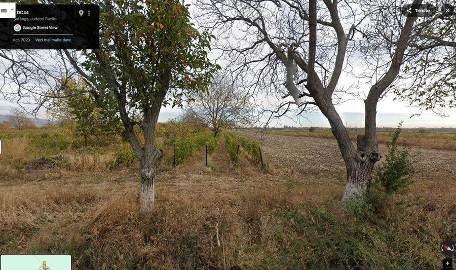 Teren extravilan Pietroasele, ID: R2586802 - 10