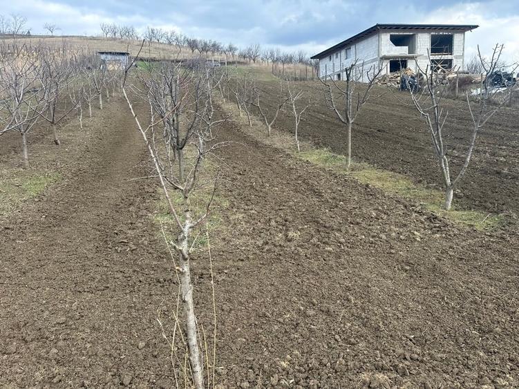 Teren intravilan 1724mp - 1