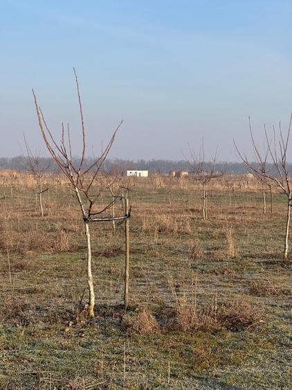 Livadă de nuc: Afacere agricolă cu potențial ridicat – 74,9 ha irigate - 2