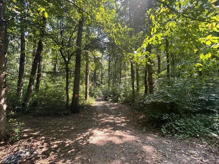 Teren de Vis pe malul lacului Snagov / 4000 mp in inima Naturii /40 m deschidere - 7