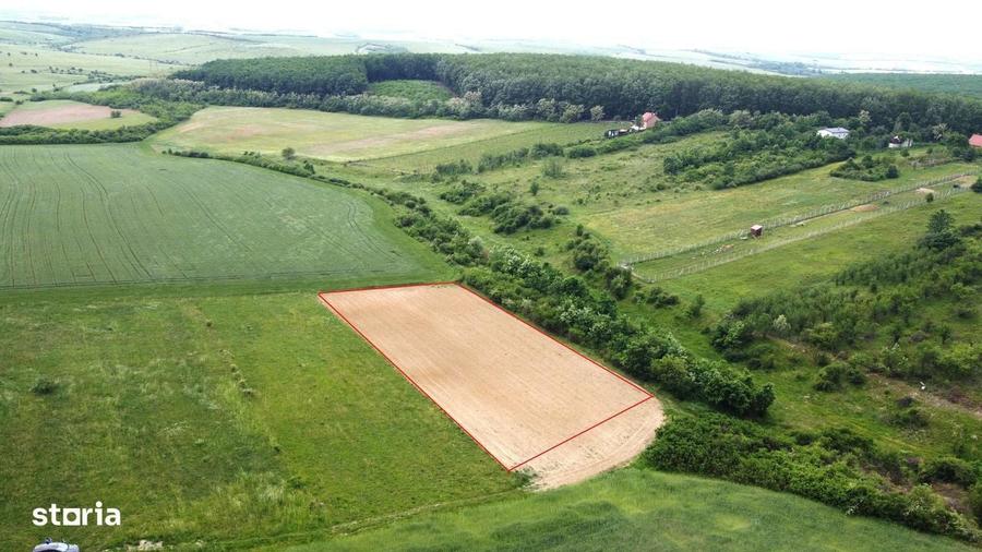 Teren intravilan 2.935 mp in Viile Satu Mare | Aproape de padure - 4