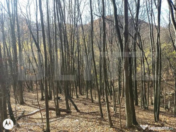 Teren extravilan de vanzare, 3.5 ha padure + pasune in Comun - 5
