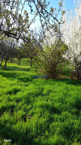 Teren de vanzare in Tamadau Mare, jud. Calarasi Strada Principala - 18