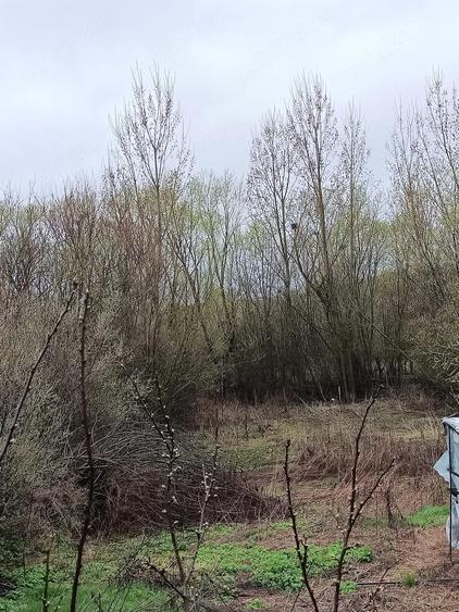 Casa la tara...curte, gradina, dependin?e - 1