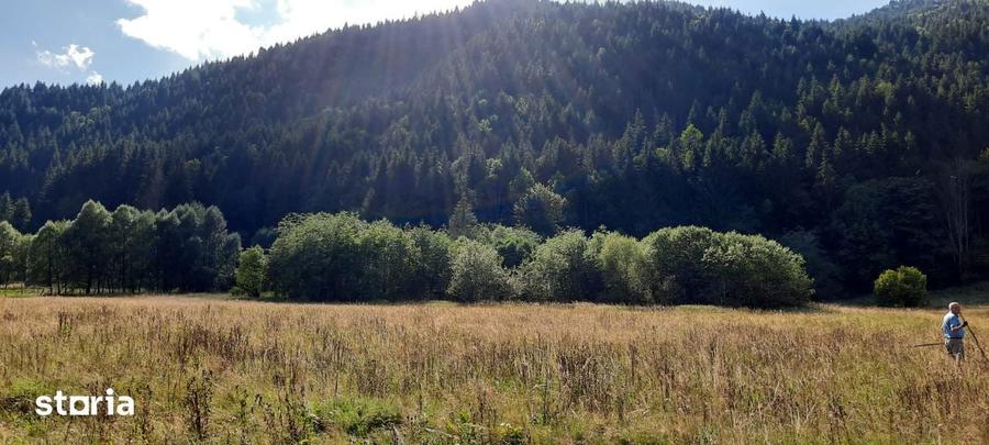 Teren Intravilan | Schitu Tarcau | 2089MP | Izvor | Platou - 4