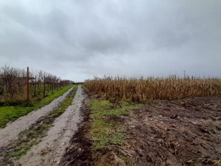 Imobiliare Maxim - teren livada in Daia - 4