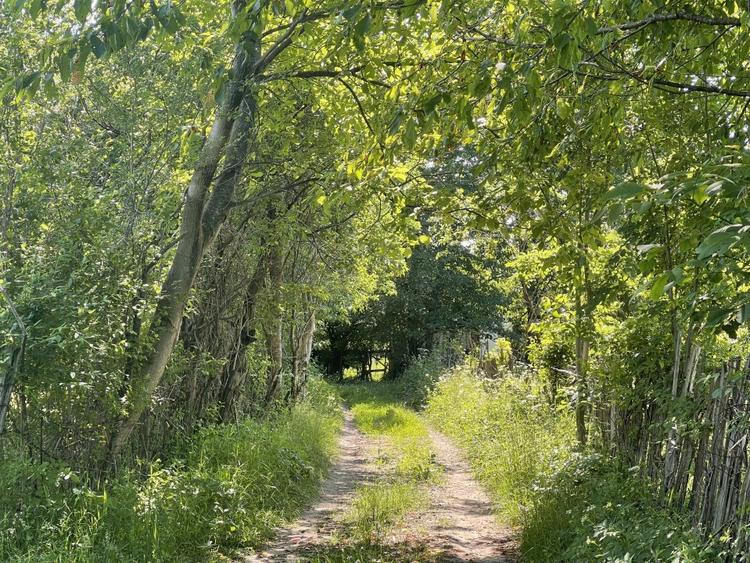 Teren Premium 1559 mp, Brebu Manastirei – Refugiu Montan la 120 km de Bucuresti, - 4