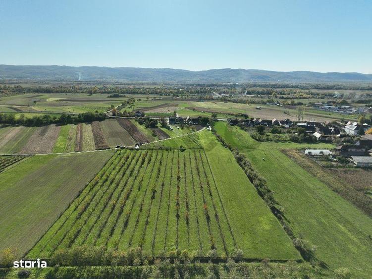 RECO, Teren cu livada de ciresi, Zona Auseu, Bihor - 7