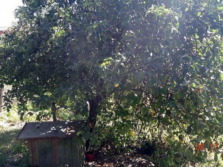 De vanzare - casa cu 4 camere, 900 mp teren - str. Razboieni. - 5