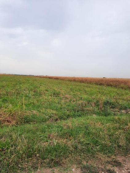 VANZARE TEREN COM. DOMNESTI- SAT. TEGHES - 6