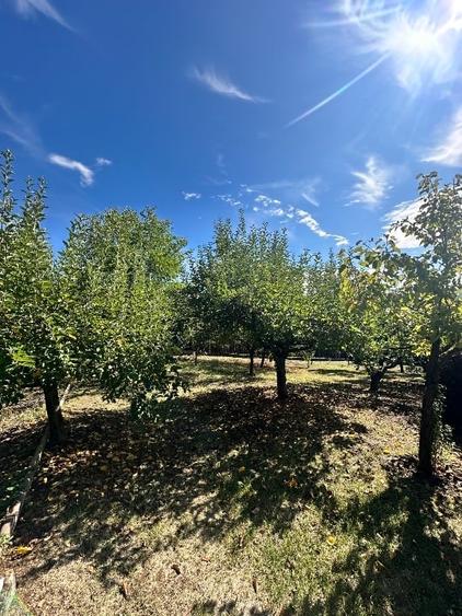 Vanzare vila superbă, P+1+Pod, Albota - 6