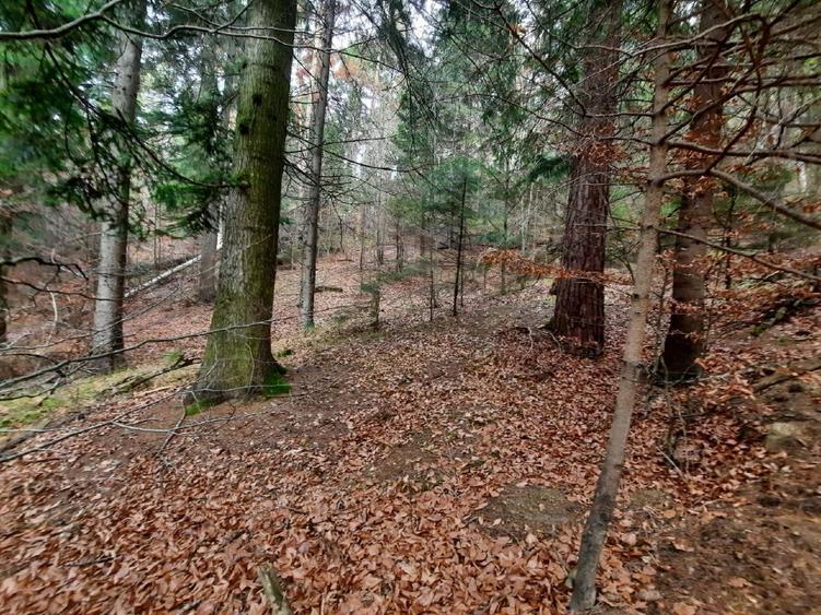 Teren forestier 2.500 mp, Vadurele comuna Alexandru cel Bun, jud. Neamț - 1
