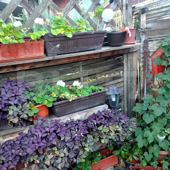 Casă individuală cu 3 camere cu Canalizare în 7 Noiembrie