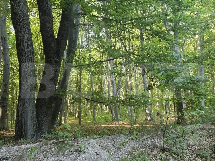 Teren de 524 mp la liziera padurii Faget