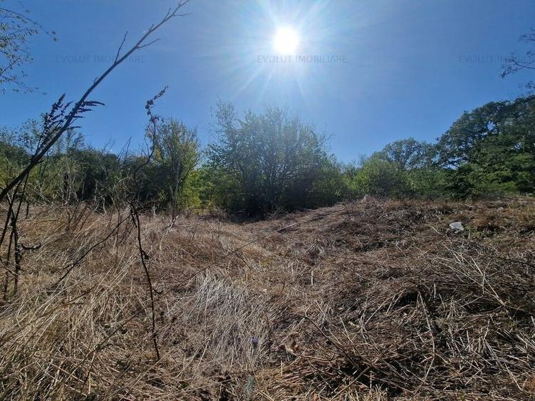 PADURE VALU LUI TRAIAN / zona popas Forest M / 2 loturi x 564 mp - 2