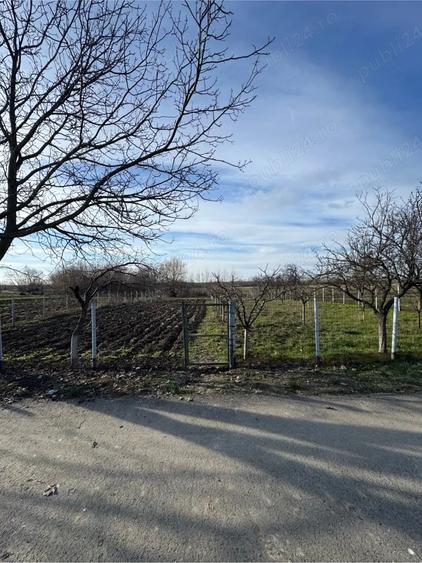 Teren de 1300 mp, în Curtișoara