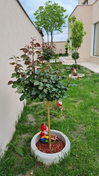 Cumpana / Vila P+1 , mobilata , utilata , finisaje de premium - 7