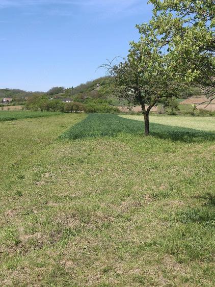 Casa din caramida ,izolata in Uilecul de Cri? pre? negociabil! - 2