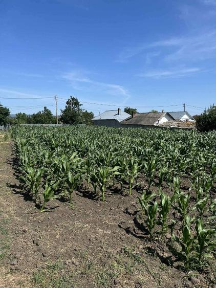 Vând teren intravilan în comuna Lunca Banului   - 4