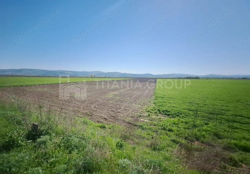 Teren de 8700 mp - extravilan - Bod, Brasov - 3