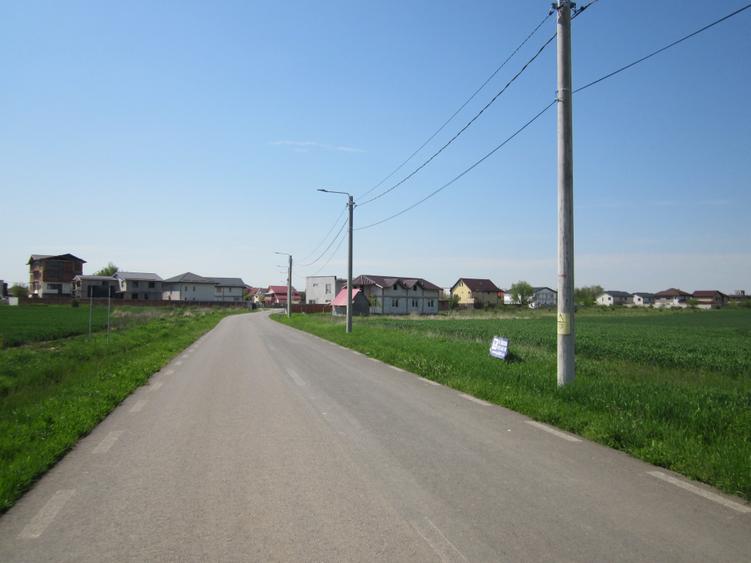 Domnesti-Narciselor - 12