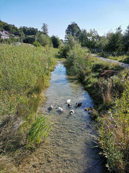 Vand teren intravilan cu casa 7400 mp in Sasca Mare, Suceava - 16