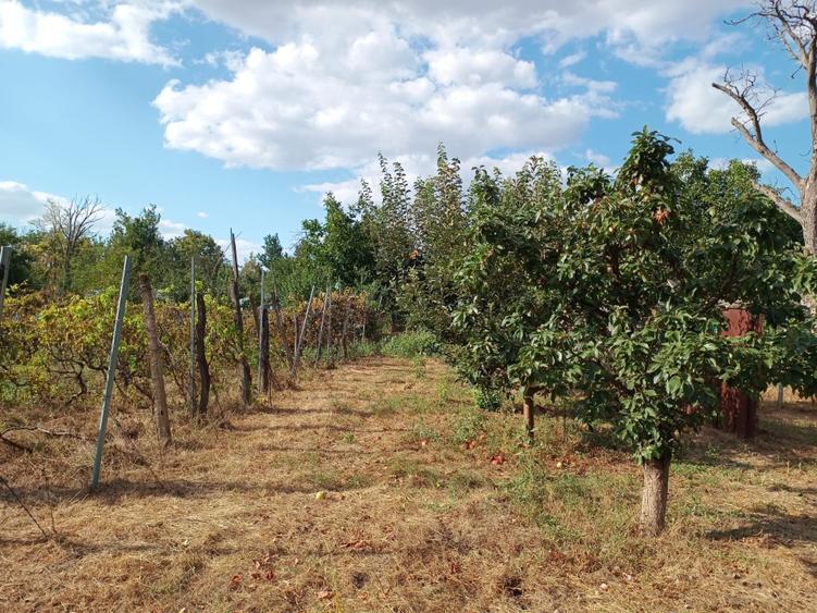 Casă cu 3 camere cu Teren 2400 Mp în Mircea Vodă