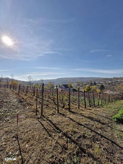 Teren intravilan 708 mp Rediu | Acces privat - 2