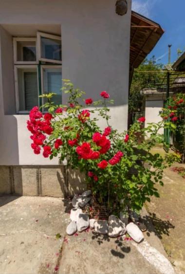 Vanzare casa  Darste singur in curte - 8