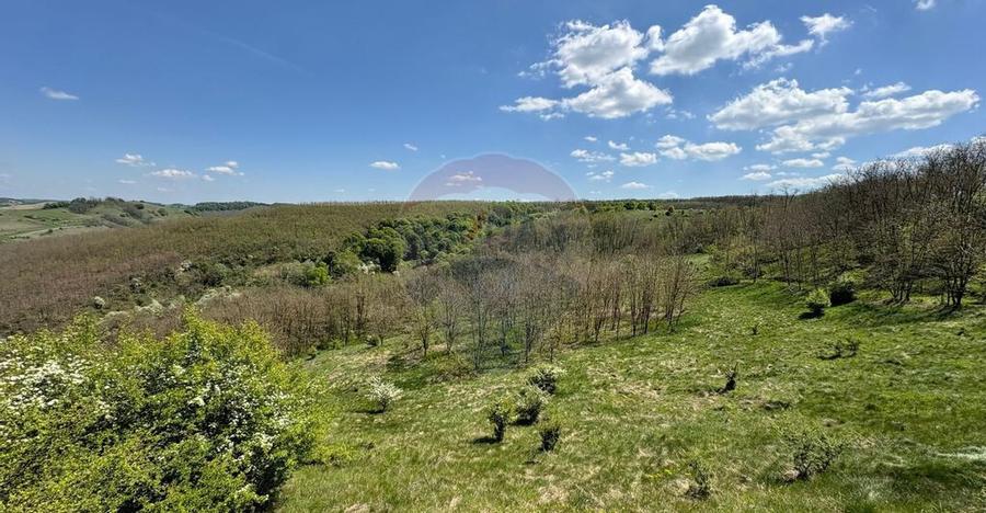 Domeniu - 66 Hectare - Teren deosebit Copsa Mica cu desch... - 6