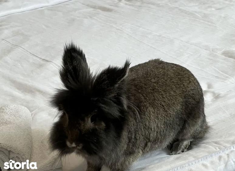 Garsoniera de vanzare | Tei Parc Plumbuita MT875-ET10-Sale - 3