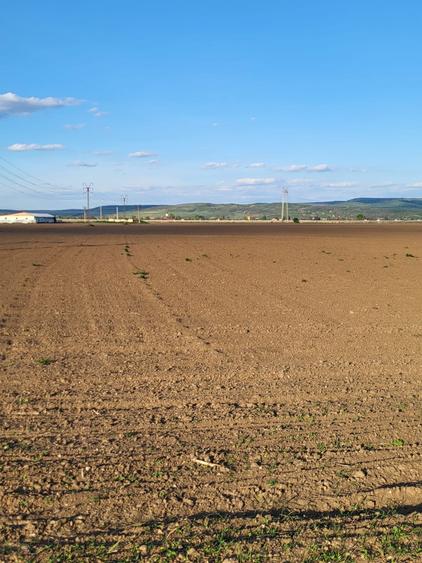 Teren extravilan, Letea Veche - 6