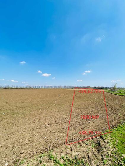 Vand teren extravilan 7800 mp in sat Lipia, com. Gruiu, jud. IF - 2