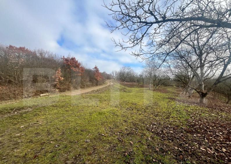 Teren extravilan, 4 hectare, langa livada de mere Ghinda - 2