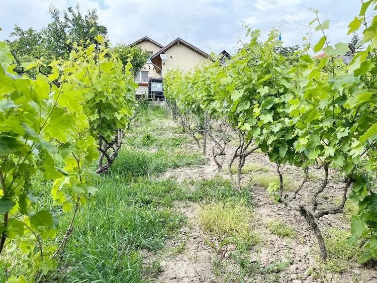 Casa cu teren 2052 mp in Saldabagiu de Munte - 17