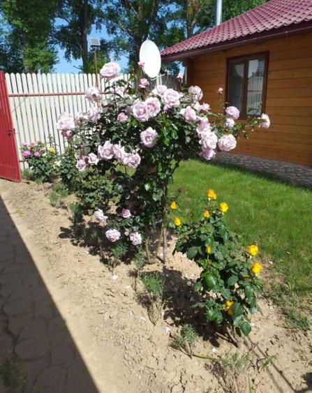 HORIA - 3 CAMERE ,SUPRAFATA 100 MP,TEREN 3000 MP CU DESCHIDE - 1