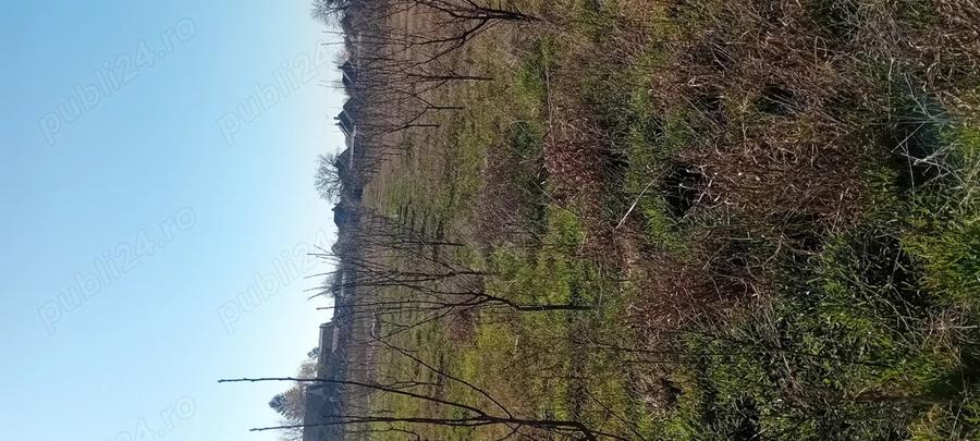 Casa Teremia Mare SI plantatie - 4